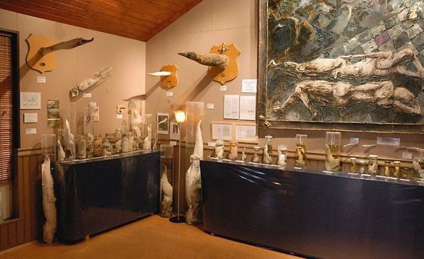 探秘冰岛生殖器博物馆图