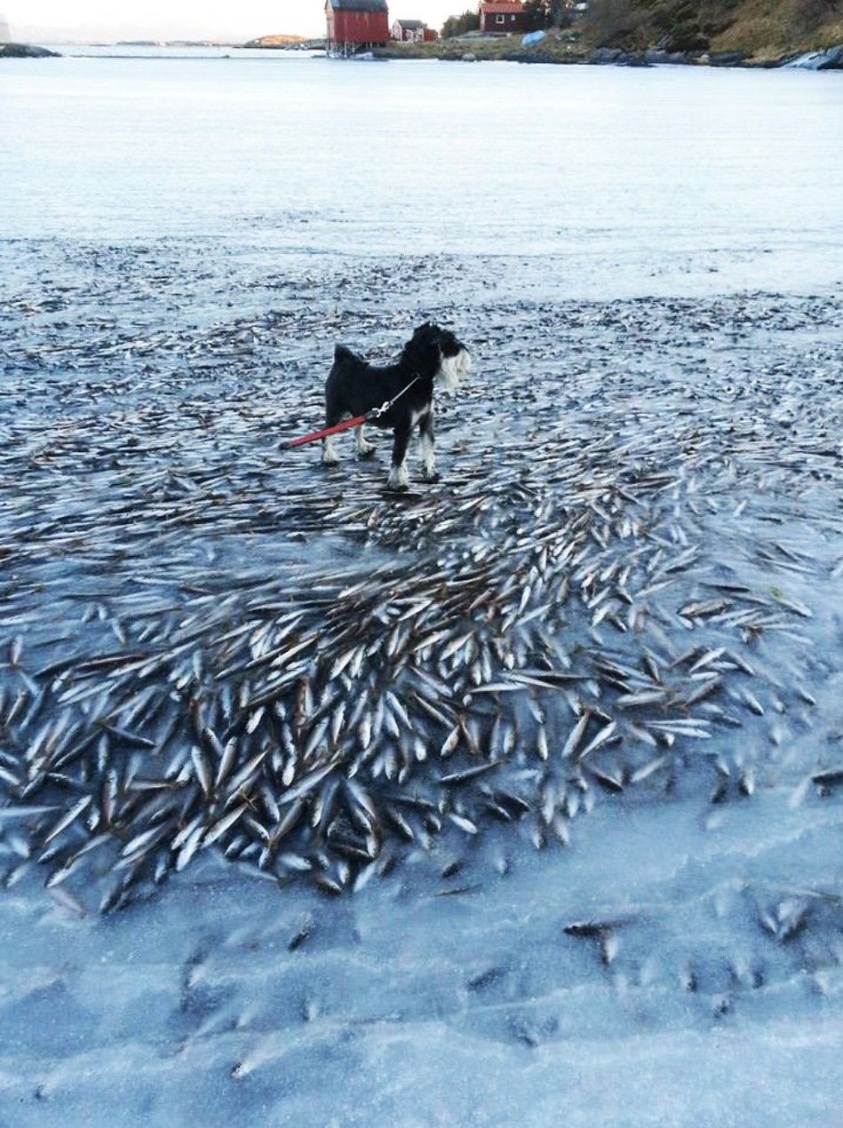 冰冷热带鱼精彩瞬间图片