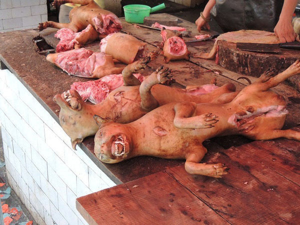 玉林狗肉市场僧人祈福爱狗人士与肉贩对峙