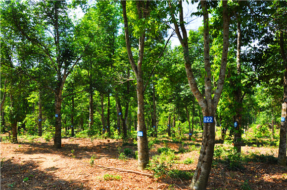 明和香业沉香种植基地,每棵沉香都有固定的编号.
