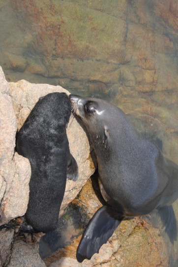 西霞口神雕山野生动物园诞下五月里第二只海狗