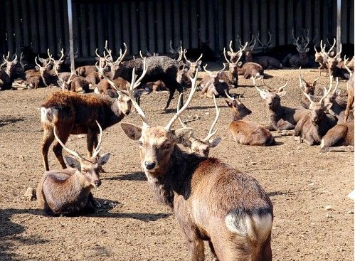 日本奈良鹿苑将向游客开放