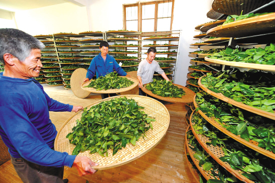 武夷山茶农按传统制作技艺对茶青进行手工摇青  张国俊 摄