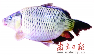 金边七星鲤可以蒸的鲤鱼