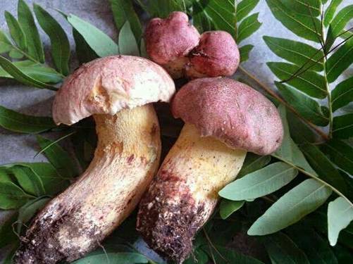 夏季旅游到桂东品尝黄菌