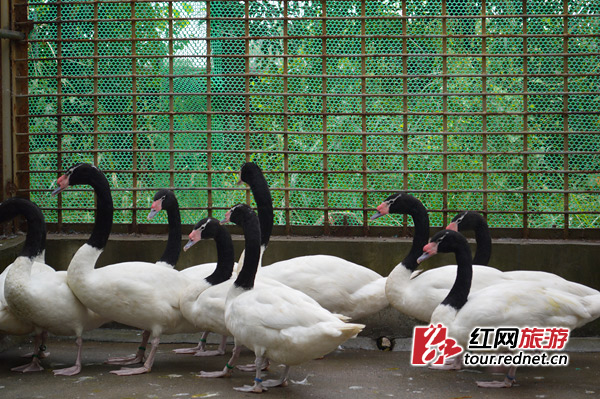 長沙生態動物園又添新房客 首次引進山魈梅花鹿