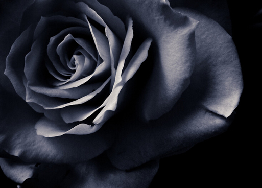 快讯 近来,在微信平台上刮起了一股神秘的黑玫瑰之风,被纷纷转载的