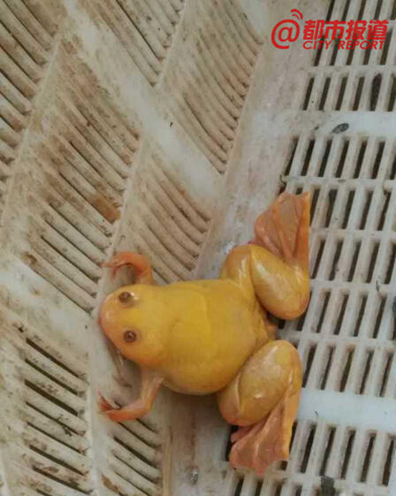 河南发现金色蟾蜍组图