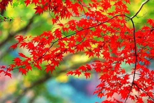 江浙沪十大最美赏秋地 这个周末可以约起来了