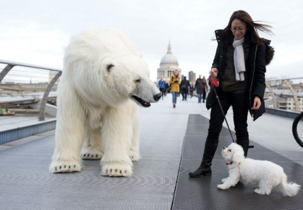 伦敦街头惊现"北极熊" 坐电梯逛景点