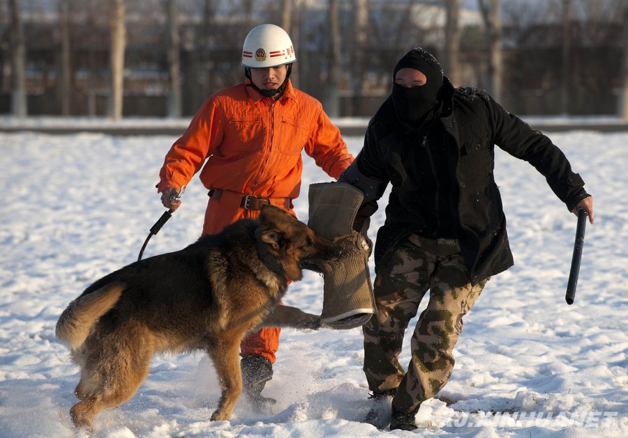 消防官兵正在雪地中训练搜救犬(2月29日摄).