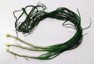 可以吃的野葱像野葱的老鸦瓣中河高架下采了把"野葱"炒盘鸡蛋吃了呕吐