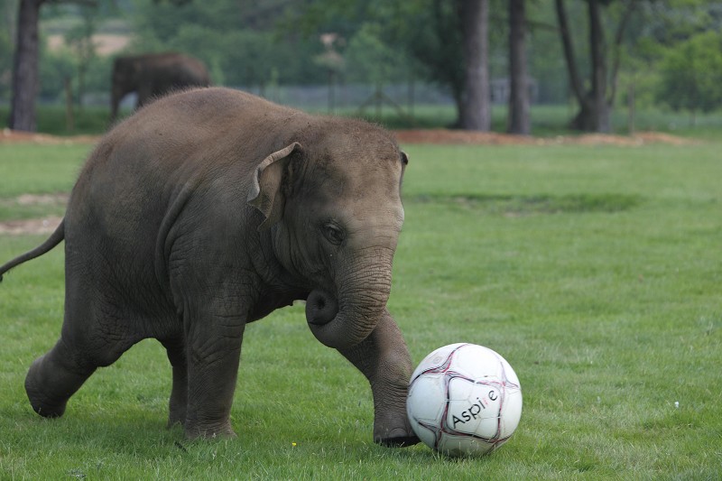 2012年5月29日,欧锦赛日益临近,大象上演"我为球狂".
