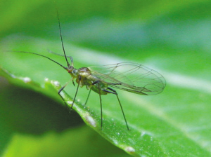 视频      蚜虫   记者 顾怡   前几天,我给儿子买了一件很鲜艳的黄色
