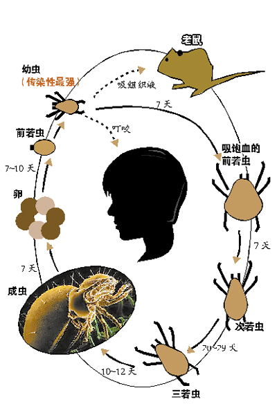恙虫叮咬可致命四招防传染