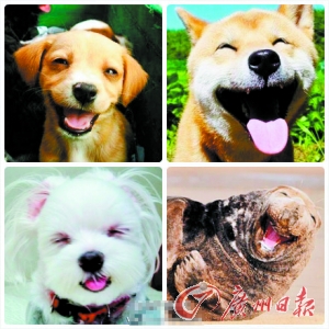 莲蓬乳微笑狗图片