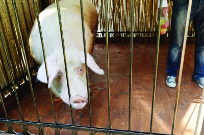 乌克兰的动物预测员——纯种乌克兰猪.