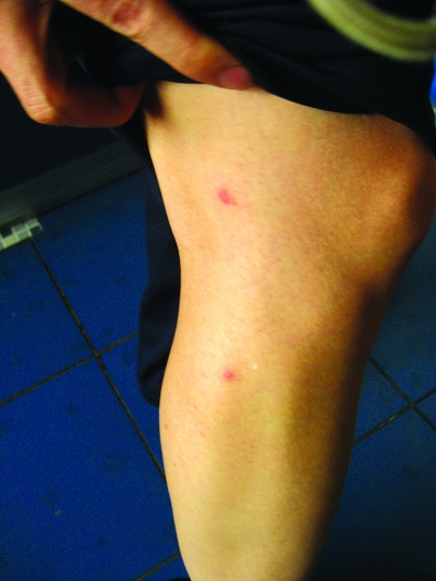 被居民们怀疑为肇事的猫.