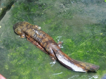 2米重26斤娃娃鱼