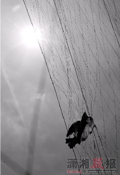 7月5日,茶子山路与岳华路交会处的一片山林里,一只麻雀被细网捕获.