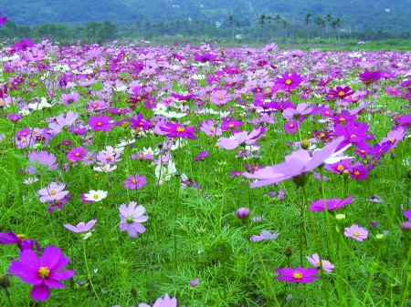 区旅游局局长李廷勇南川金佛山主峰神龙峡漂流南川区旅游局局长蓝兴淑