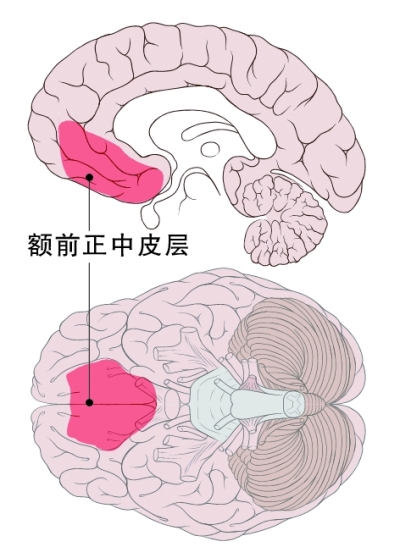 美国艾奥瓦大学一项研究显示,受骗与大脑内一个名为额正中皮层的部位