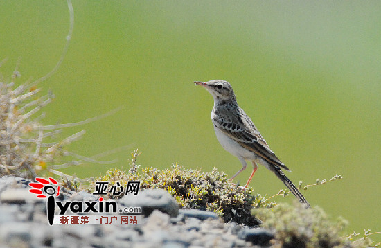 採石場持續生噪音汙水直排入烏魯木齊白鳥湖環境堪憂