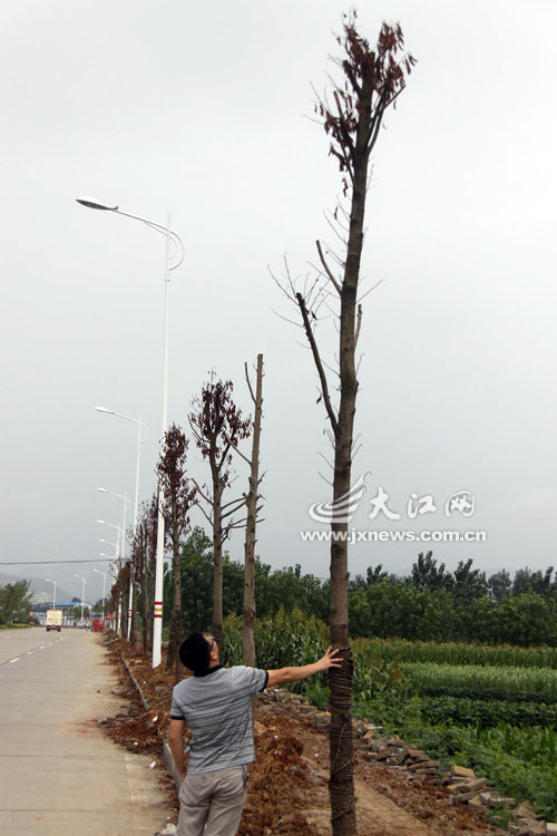 香樟树一半死一半活图片