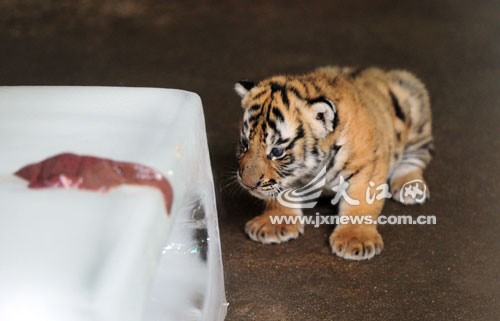 南昌动物园华南虎家族再添三丁虎妈妈2年生了6个娃图