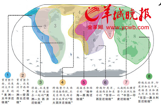 滚动新闻 > 正文  候鸟在迁徙过程中往往使用一条宽大的,固定的通道.