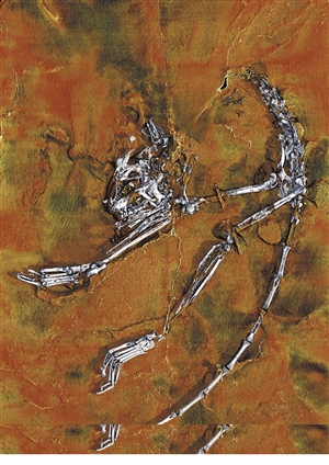 始鼠化石在甘肃省党河地区上渐新统的发现