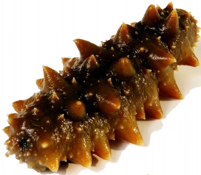 3000斤正宗渤海极品海参